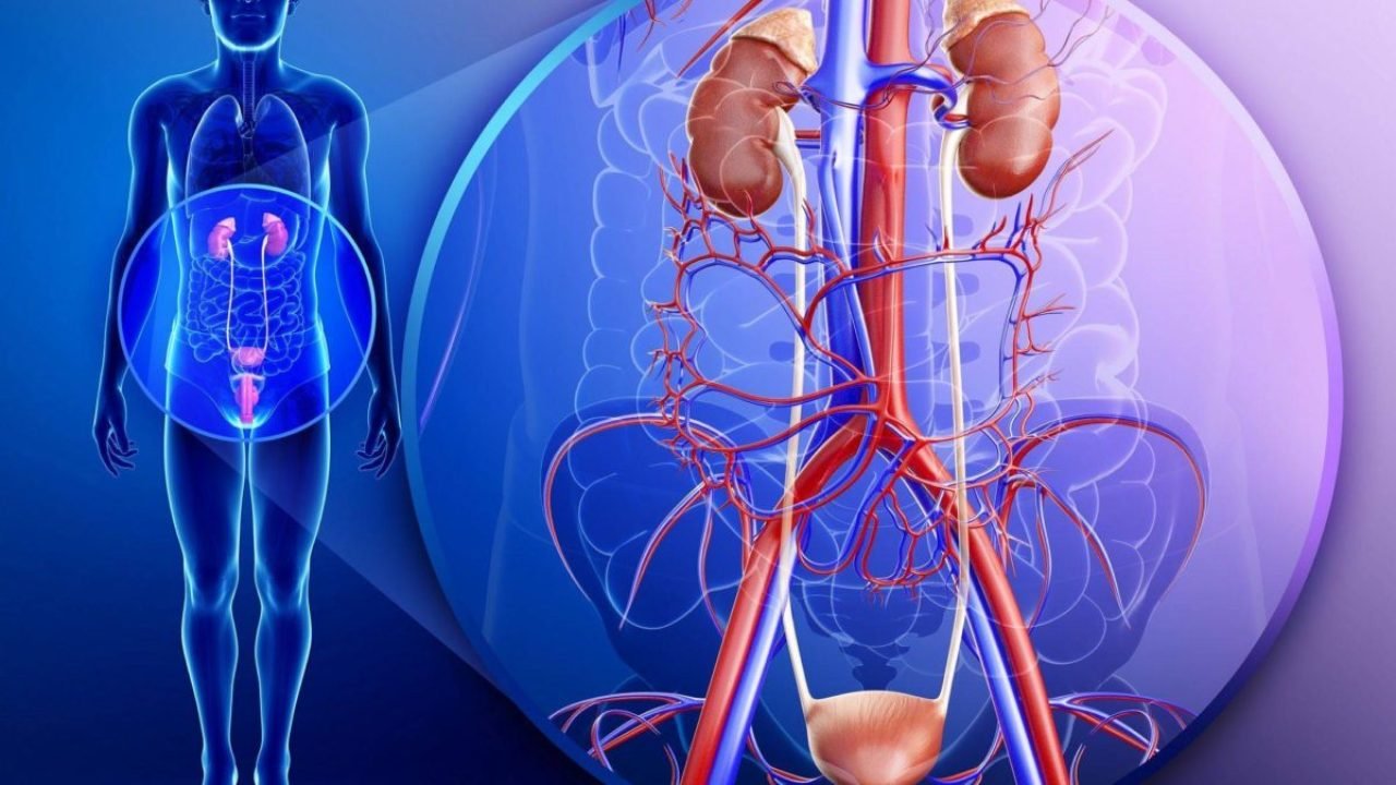 المضاعفات الناتجة عن التهابات المسالك البولية المتكررة دليل شامل من مستشفى عبيد التخصصي