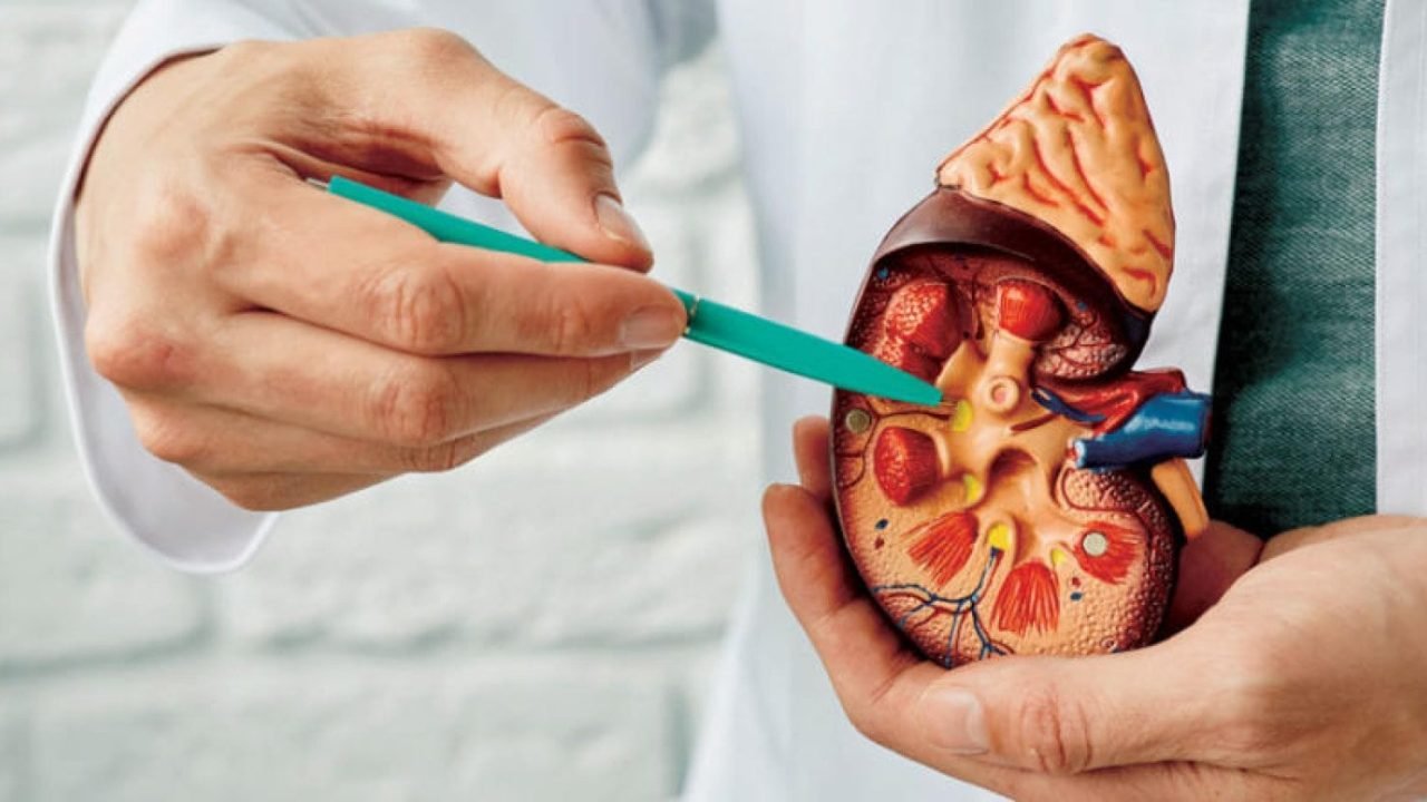 حصوات الكلى: الأسباب والأعراض وطرق العلاج الدوائي وأحدث التقنيات العلاجية في مستشفى عبيد التخصصي